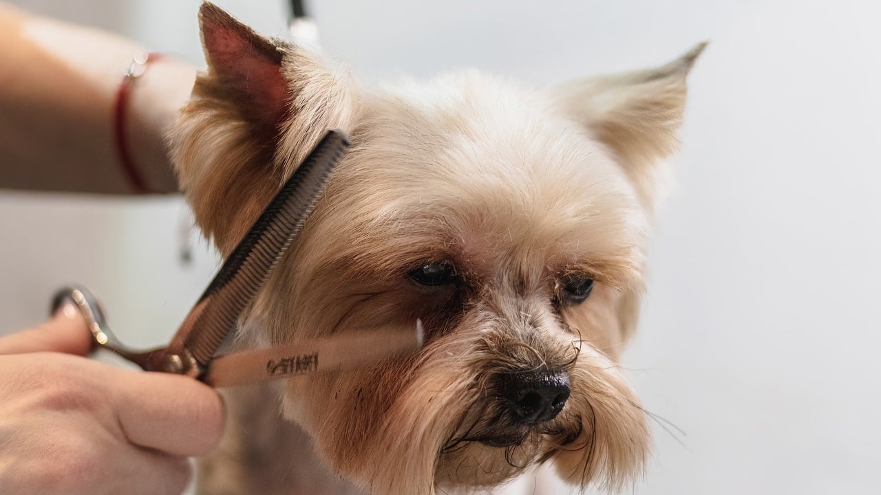 How to Spot and Treat Infections During Grooming